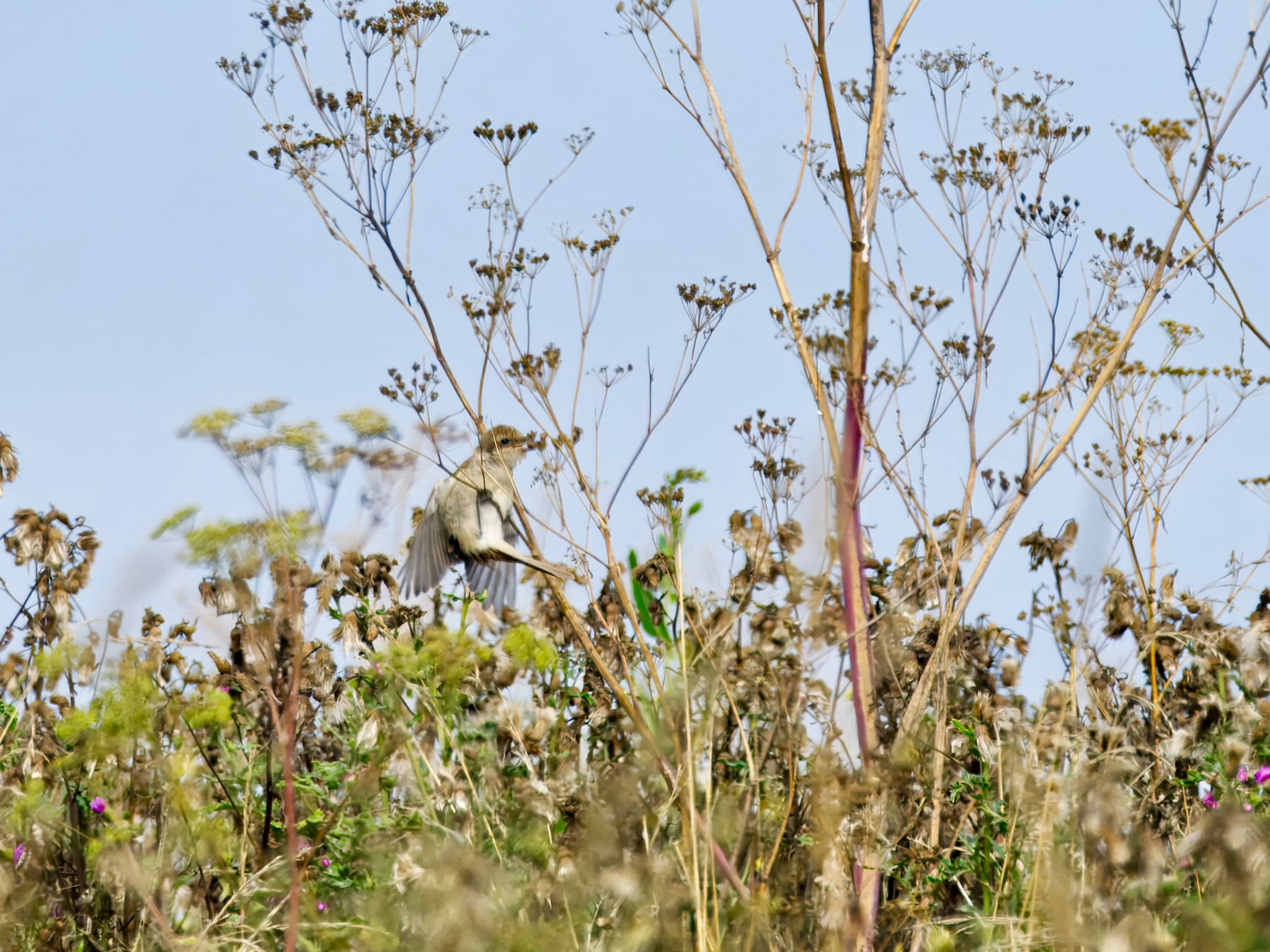 Neuntöter sitzt auf den Gräsern auf der ehemaligen Deponie